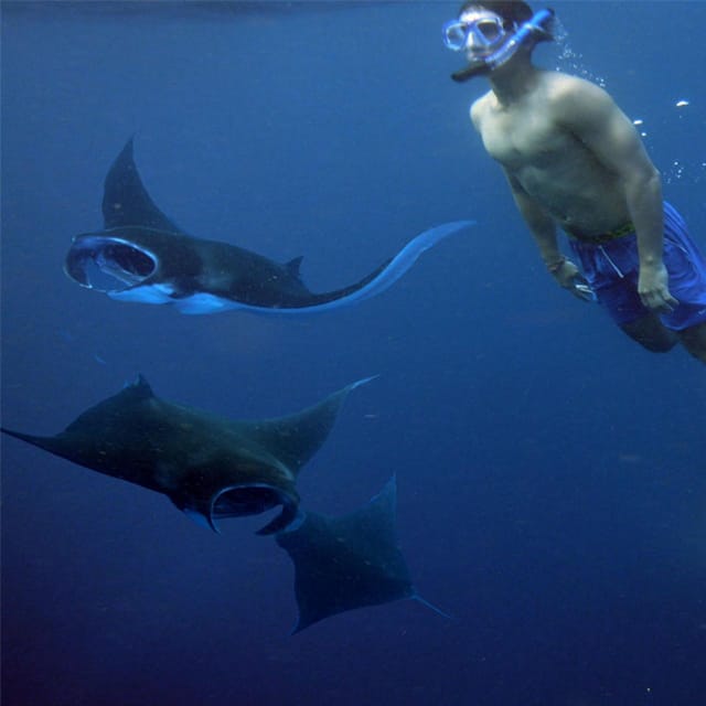 Nusa Penida: Day Tour Island Or Snorkeling To 4 - 6 Spot - Manta Bay Encounter