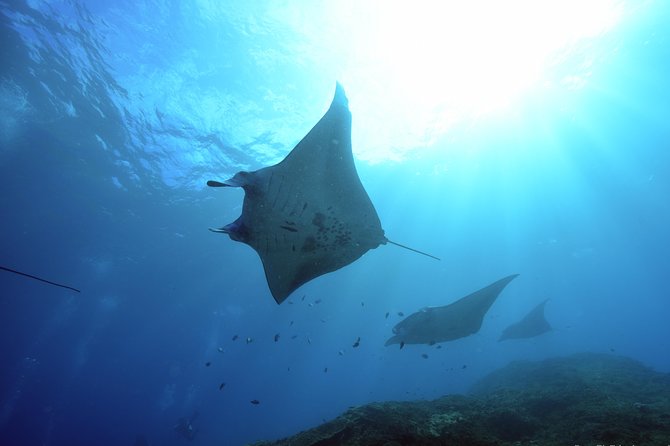 Nusa Penida Day Trip for 3 Dives - Key Points
