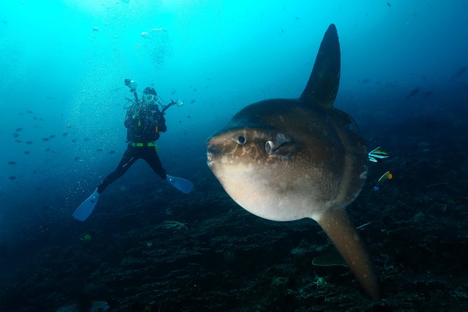 Nusa Penida Day Trip for 3 Dives - Pickup and Meeting Point