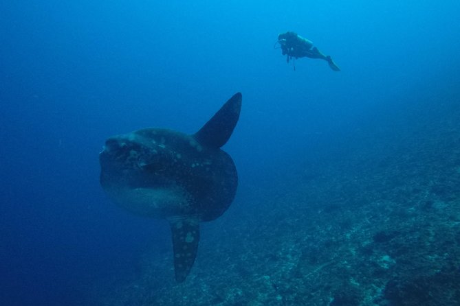 Nusa Penida Day Trip for 3 Dives - Certification Requirements
