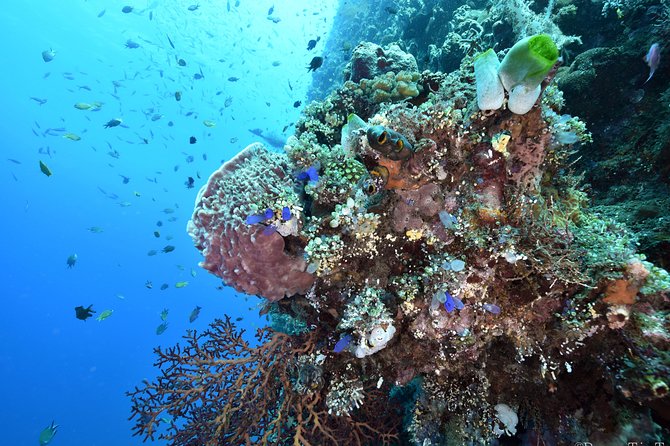 Nusa Penida Day Trip for 3 Dives - Group Size and Guides