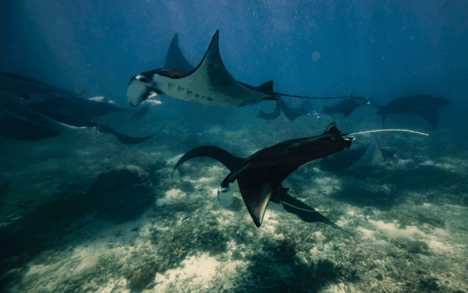 Nusa Penida Day Trip With Snorkeling and Manta Rays - Hotel Pickup and Drop-off