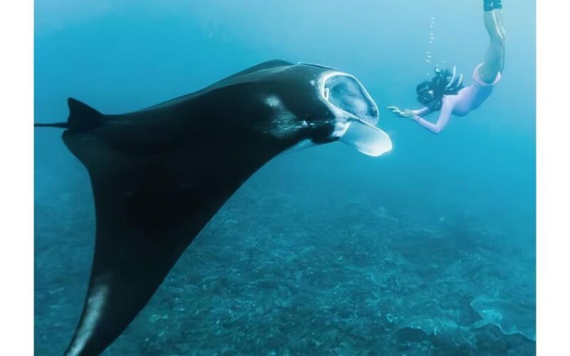 Nusa Penida : Full Day 4 Spot Snorkeling and West Land Tour - Land Tour Highlights
