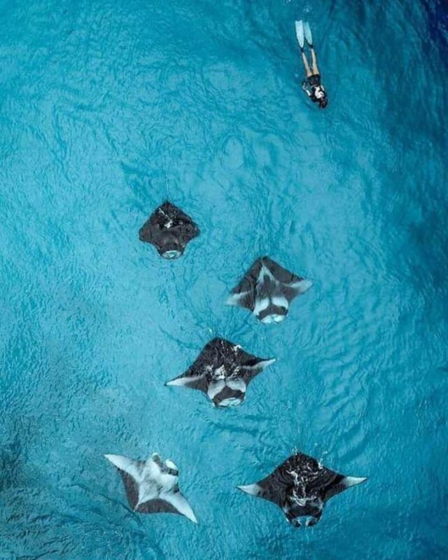 Nusa Penida: Full Day Private Snorkeling With Manta Ray - Key Points