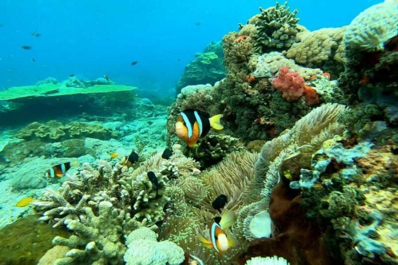 Nusa Penida: Full Day Private Snorkeling With Manta Ray - An In-Depth Look at the Tour