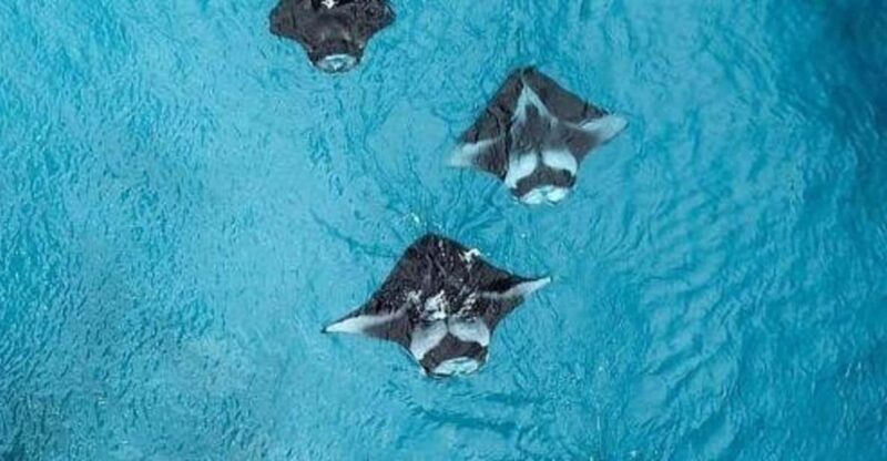 Nusa Penida: Full Day Private Snorkeling With Manta Ray - Safety Briefing