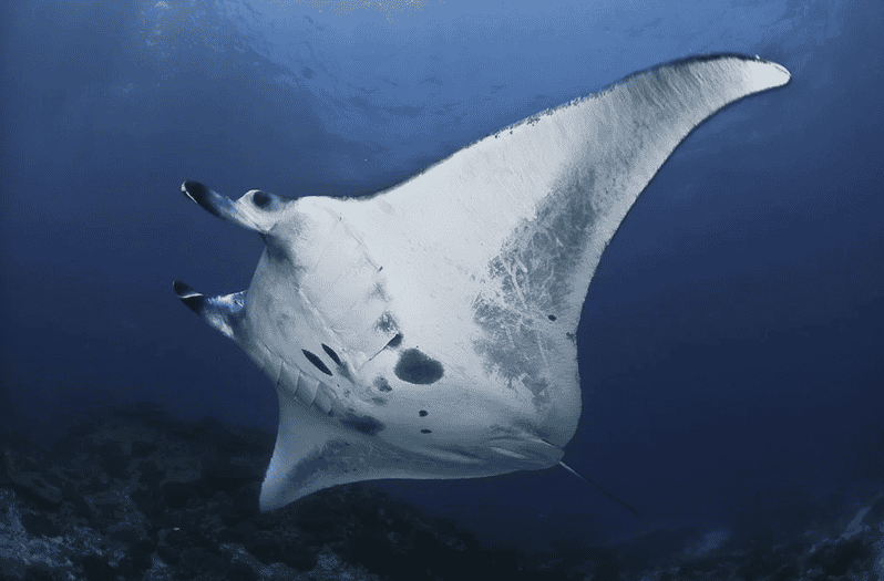 Nusa Penida: Full Day Snorkeling 4 Spots With Private Boat - Key Points