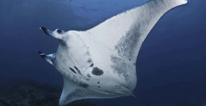 Nusa Penida: Full Day Snorkeling 4 Spots With Private Boat - Health and Safety