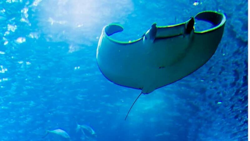 Nusa Penida: Full Day Tour with Snorkeling all Includes - Who Should Consider This Tour?