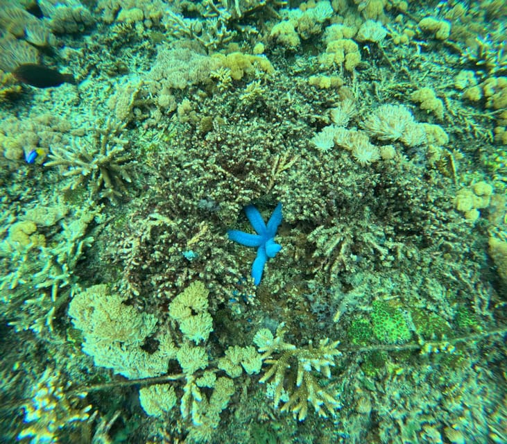 Nusa Penida Island: Snorkeling Day - Key Points