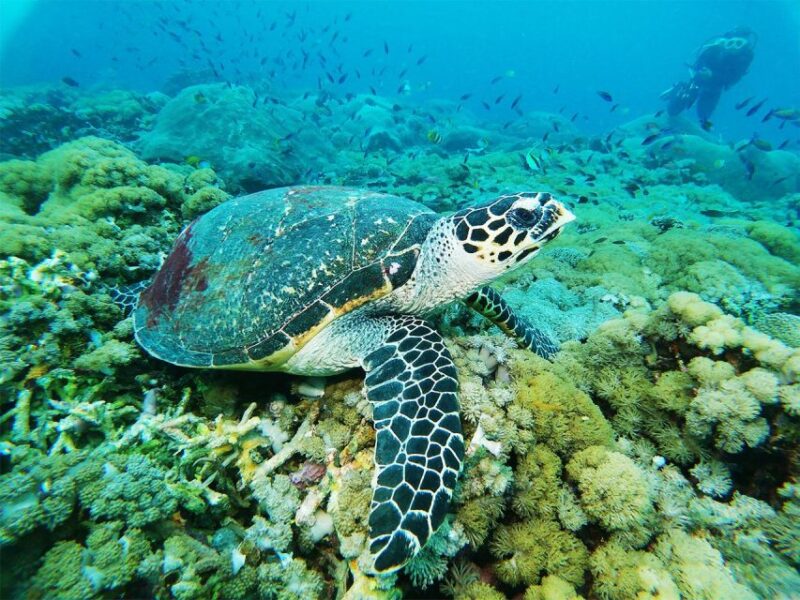 Nusa Penida: Manta Point 3 Spot Snorkeling and Land Tour - Inclusions and Exclusions