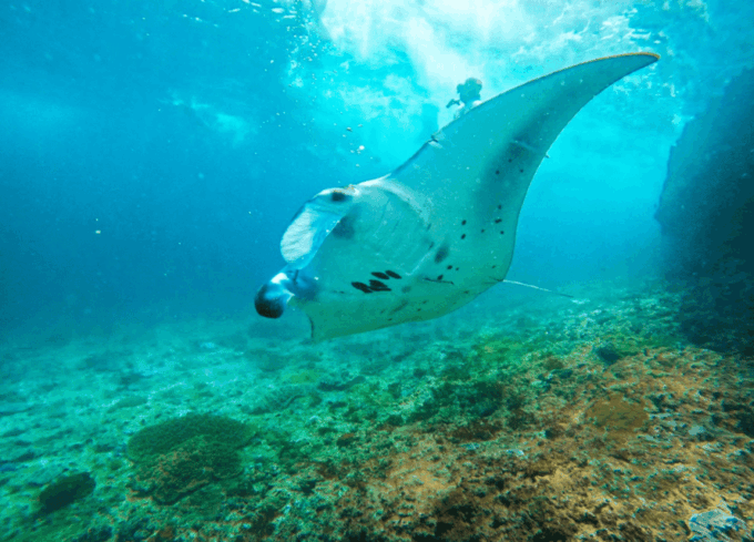 Nusa Penida & Nusa Lembongan Snorkeling + Island Day Tour - Tour Duration and Group Size