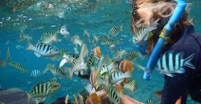 Nusa Penida Package 2D1N : Snorkeling and Tour Island - Itinerary Highlights