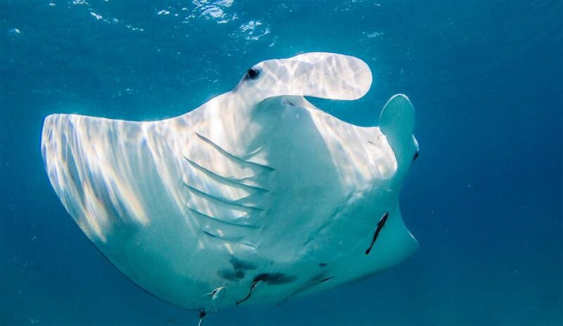 Nusa Penida: Private Manta Bay 5 Spot Snorkeling Trip - Key Points