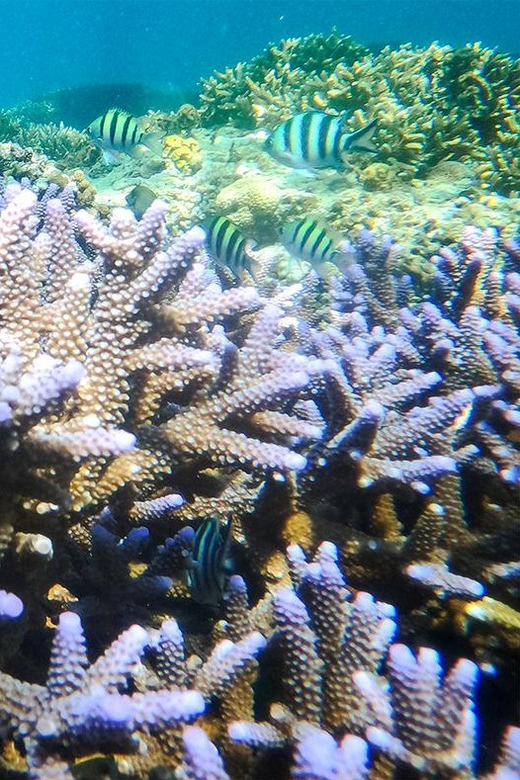 Nusa Penida: Private Manta Bay 5 Spot Snorkeling Trip - Experience Highlights