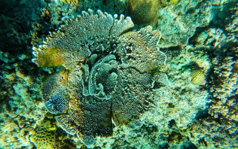 Nusa Penida: Private Manta Bay 5 Spot Snorkeling Trip - Safety and Precautions