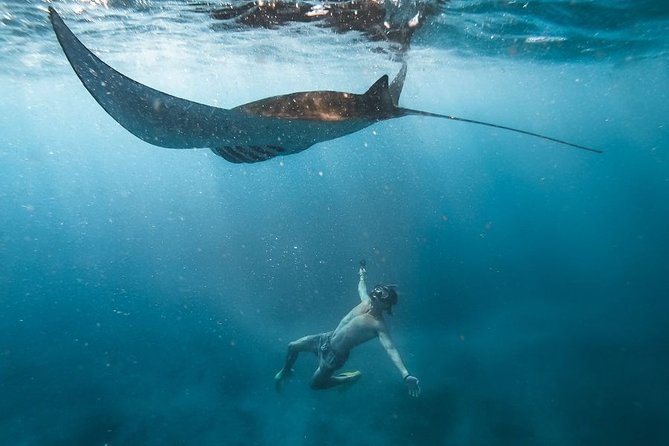 Nusa Penida Private Senorkeling With Manta - Key Points