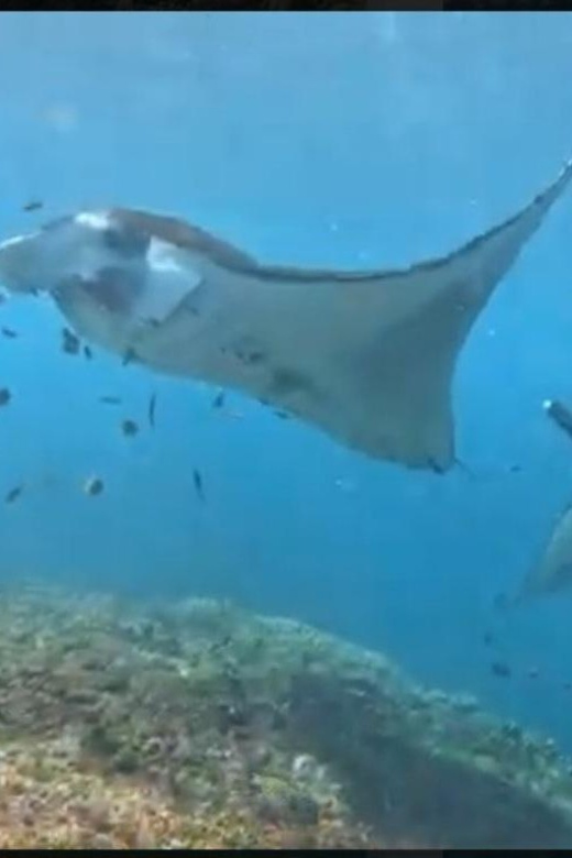 Nusa Penida Private Trip:Snorkling Activities to Manta Point - Itinerary
