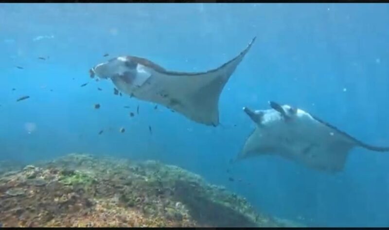 Nusa Penida Private Trip:Snorkling Activities to Manta Point - Important Information