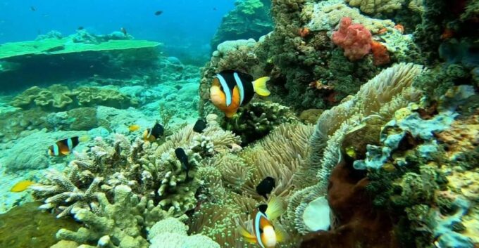 Nusa Penida: Private West Tour and Snorkeling With Manta Ray - Included Services