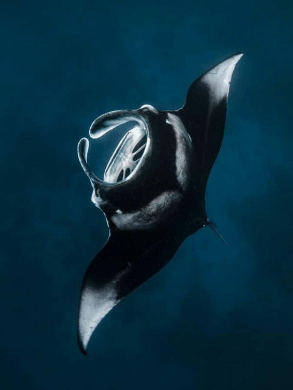 Nusa Penida: Snorkel 3 Spots w/ GoPro & Mangrove Paddle Tour - Final Thoughts: Is It Right for You?