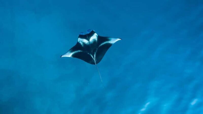 Nusa Penida: Snorkeling 3 Spots with GoPro & Kayak Mangroves - Key Points
