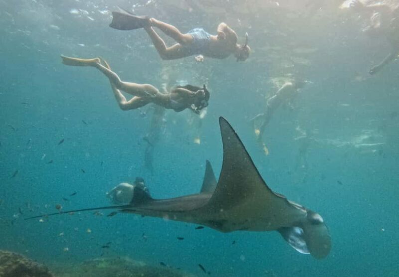 Nusa Penida: Snorkeling 3 Spots with GoPro & West Land Tour - The Sum Up