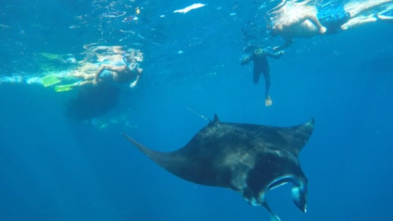 Nusa Penida: Snorkeling 3 Spots With Manta Options - Booking Information