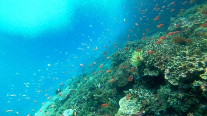 Nusa Penida: Snorkeling 3 Spots With Manta Options - Safety and Guidance