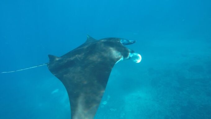 Nusa Penida: Snorkeling 3 Spots With Manta Options - Frequently Asked Questions