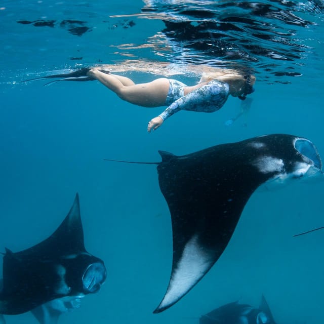 Nusa Penida: Snorkeling at 4 Spots With Colorful Fish - Snorkeling Experience Highlights