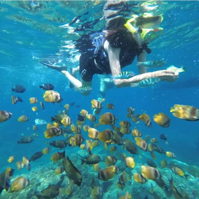 Nusa Penida: Snorkeling at 4 Spots With Colorful Fish - Customer Reviews and Feedback