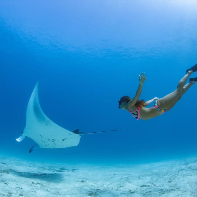 Nusa Penida: Snorkeling at 4 Spots With Colorful Fish - Manta Bay and Manta Point