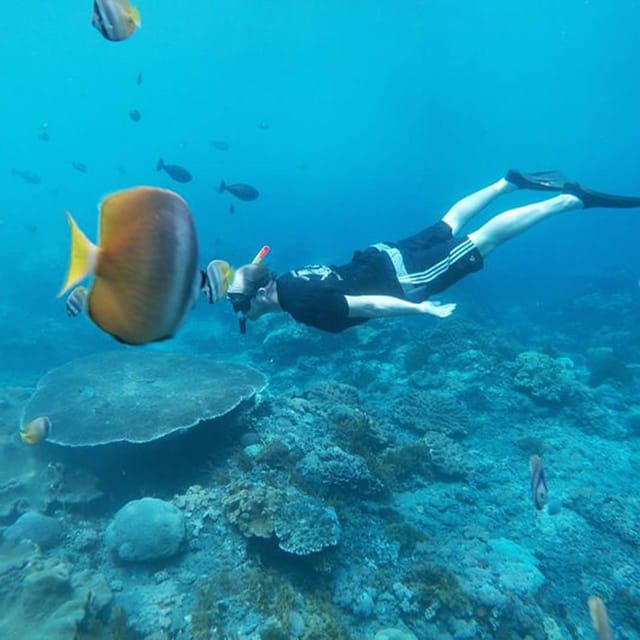 Nusa Penida: Snorkeling at 4 Spots With Colorful Fish - Wall Point Coral Walls