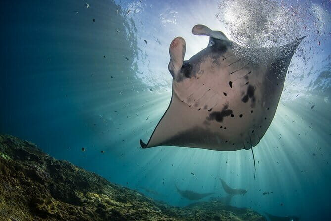 Nusa Penida : Snorkeling Trip Manta Point, Gamat Bay and Wall Bay - Key Points