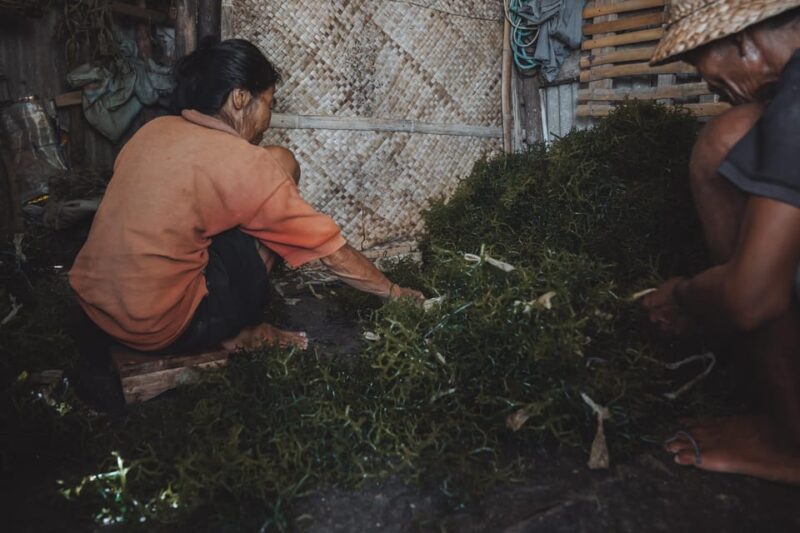 Nusa Penida: Sustainable Seaweed Farming & East Tour - Booking Details