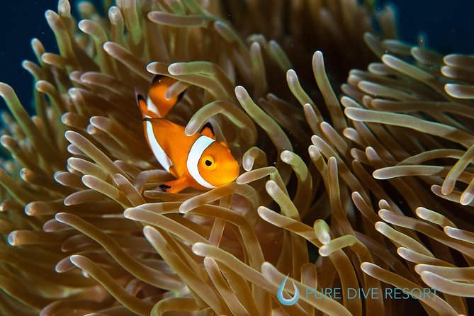 Nusa Penida Three Dives Trip for Certified Divers - Meeting and End Points