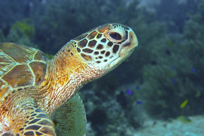 Nusa Penida Three Dives Trip for Certified Divers - Diving Experience