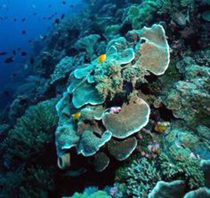 Nusa Penida Tour & 3-Point Snorkeling Experience - Important Information