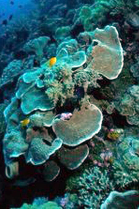 Nusa Penida Tour & 3-Point Snorkeling Experience - Unforgettable Memories