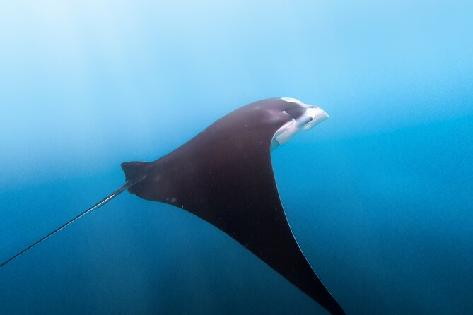Nusa Penida Tour and Private Snorkelling at Manta, Gamat, Wall - Pickup Information