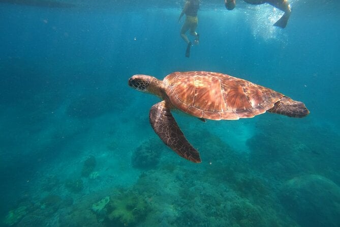 Nusa Penida Tour and Private Snorkelling at Manta, Gamat, Wall - Booking Details