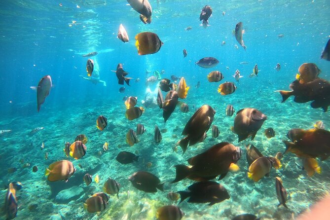 Nusa Penida Tour and Private Snorkelling at Manta, Gamat, Wall - Gamat and Wall Snorkeling