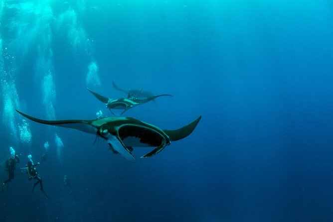 Nusa Penida Tour And Snorkeling Activity - Activity Details