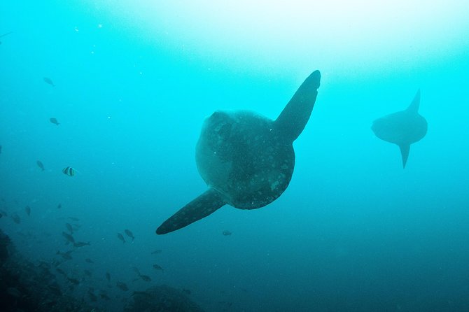 Nusa Penida Two Dives Trip for Certified Divers - Meeting and Pickup