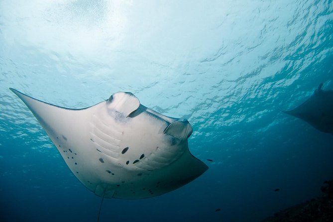 Nusa Penida Two Dives Trip for Certified Divers - Diving Experience