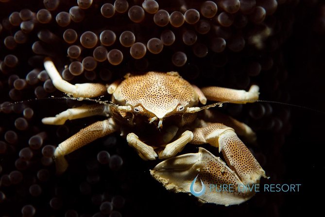 Nusa Penida Two Dives Trip for Certified Divers - Dive Sites