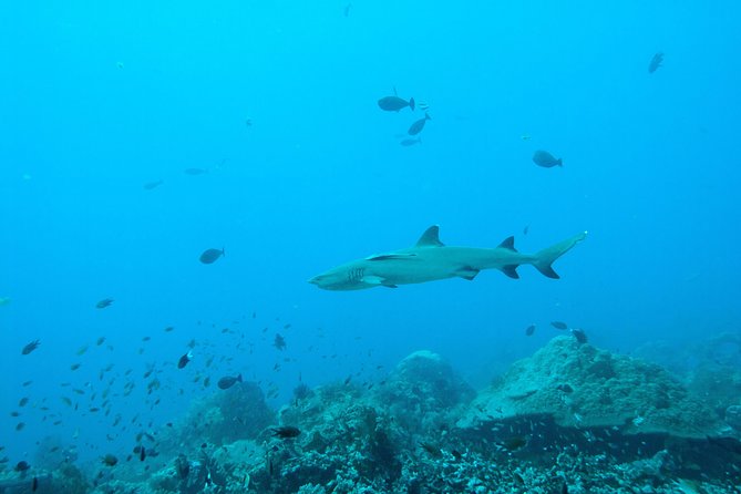 Nusa Penida Two Dives Trip for Certified Divers - Boat and Guides