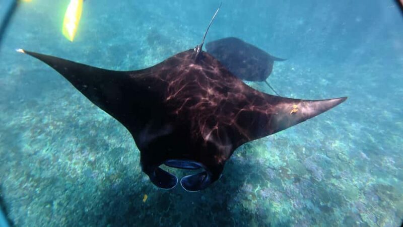 Nusa Penida:West Land Tour & Manta Bay Snorkeling with Lunch - FAQs