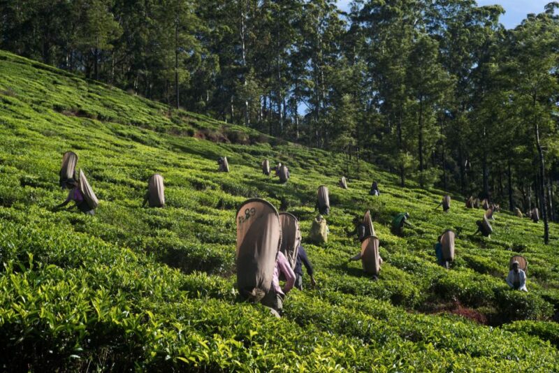 Nuwara Eliya: All-Inclusive Private Sightseeing Day Tour - Key Points